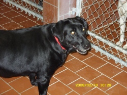 Blackie
